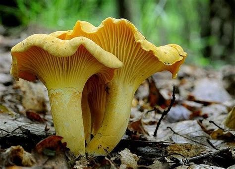 kuriatko jedlé Cantharellus cibarius Fr. | Stuffed mushrooms, Tree mushrooms, Mushroom pictures