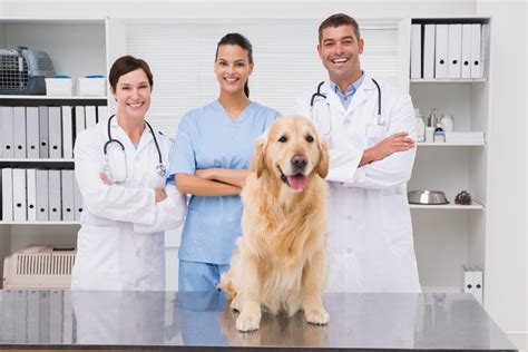 7 Most Affordable Veterinary Schools in the US - Insider Monkey