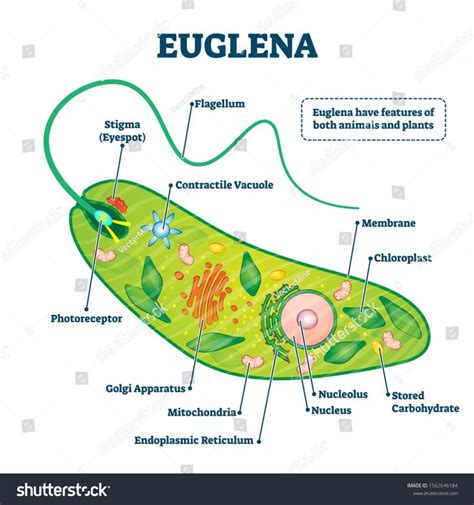 Euglena Movement Can Best Be Described as - Aaron-has-Bray