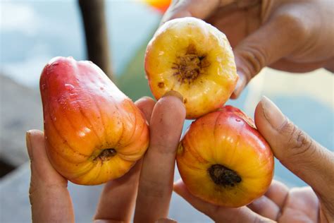 Les pommes de cajou sont mûres - Le Manger