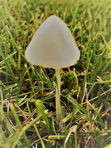 Mushroom Cap Photograph by Barbara Bargabos | Fine Art America