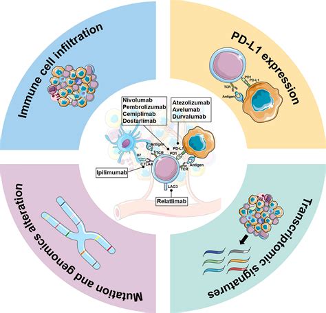 Frontiers | The current landscape of predictive and prognostic ...