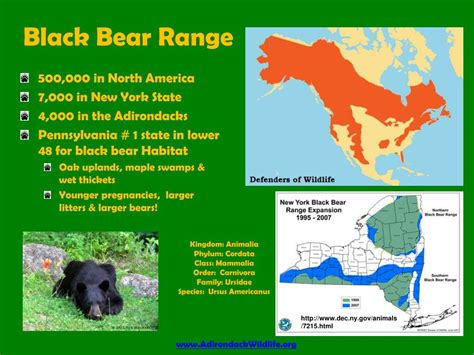 PPT - Understanding Black Bears Steve Hall Adirondack Wildlife Refuge ...