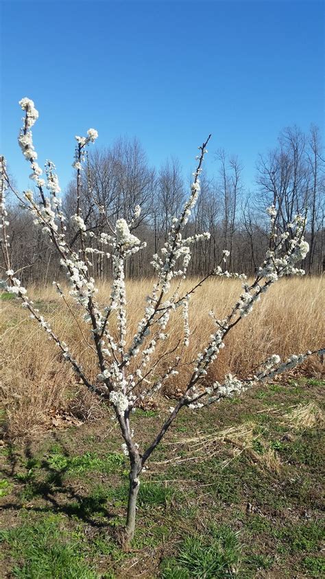 Spring satin plumcot 2017 - General Fruit Growing - Growing Fruit