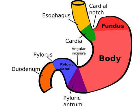 The Gastric Fundus and Lap Band Removal - Houston Weight Loss Surgery Center