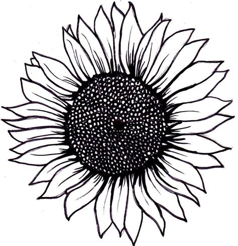 Simple Sunflower Drawing | Wallpapers Gallery