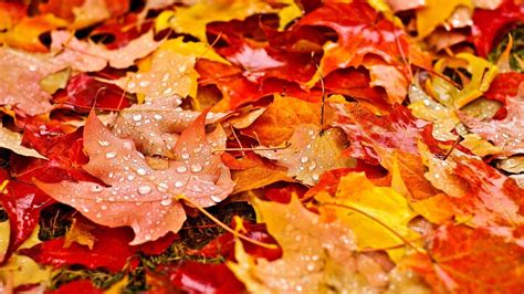 Fall Leaves Wallpapers - Top Free Fall Leaves Backgrounds - WallpaperAccess