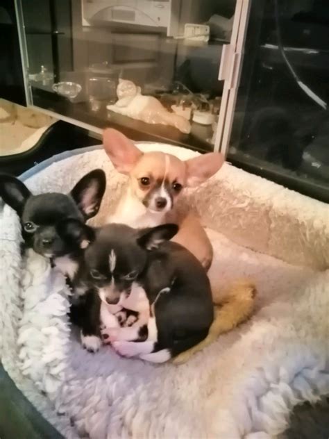 Papillon x Chihuahua puppies | in East End, Glasgow | Gumtree