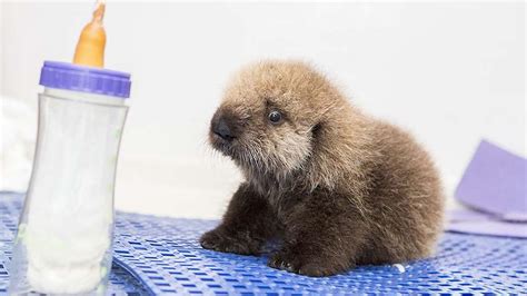 PHOTOS: Orphaned sea otter pup rescued by Shedd Aquarium and Monterey Bay Aquarium | abc7news.com