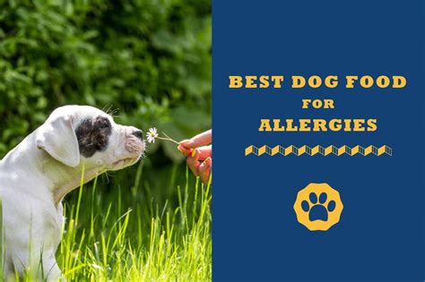 Best Dog Food For Allergies In 2020 - Totally Goldens