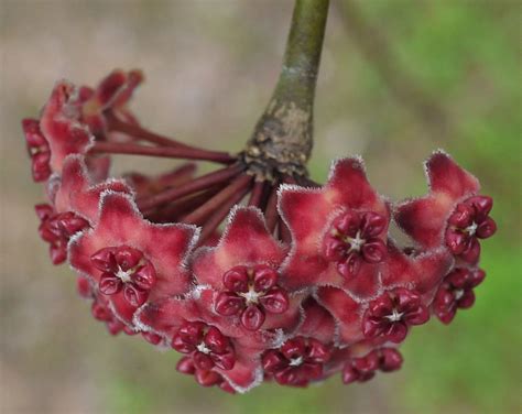 Hoya excavata