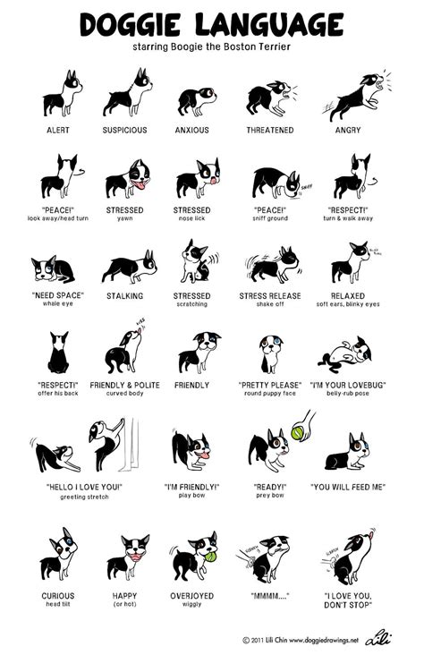 Canine body language: A lesson in understanding your Labrador