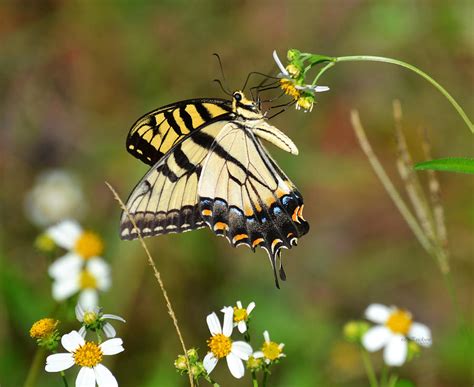 Eastern Tiger Swallowtail Butterfly Photograph by Roy Erickson - Pixels