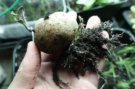 Chitting potatoes indoors – Sara's Kitchen Garden