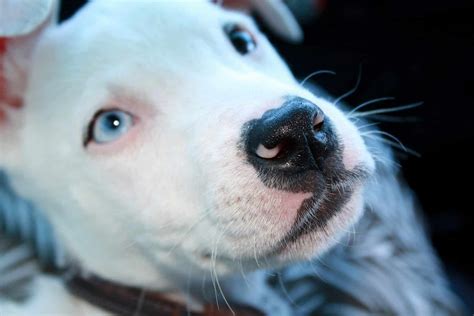 The 160 Most Popular Pit Bull Names | The Dog People