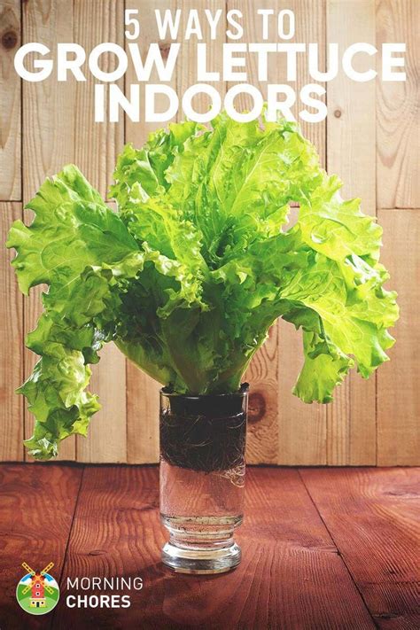 Do you want to have fresh lettuce but without digging soil? Here are 5 ...