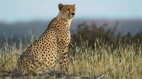 ‘Proposal to reintroduce the cheetah to India is an exciting opportunity’