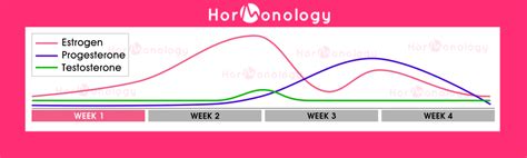 Female Hormone Cycle: What goes on during your monthly cycle?