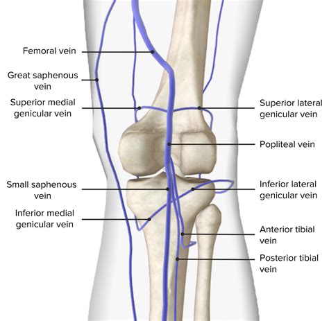 Popliteal Fossa: Anatomy | Concise Medical Knowledge