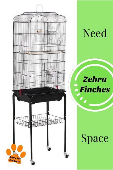 Zebra Finch Cage Setup Ideas & Tips! - Spiffy Pet Products | Finch cage, Zebra finch, Pet bird cage