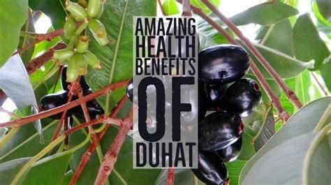 20 Amazing Health Benefits Of Duhat - pangbenta.com