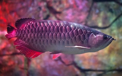 20 Best Arowana Tank Mates (With Pictures) - AquariumNexus