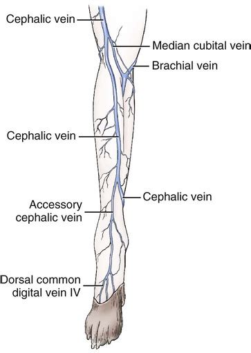 Saphenous Vein Dog