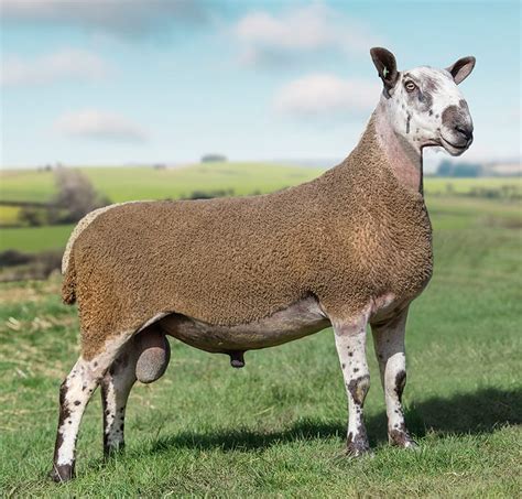 Breed Description | Bluefaced Leicester Sheep Breeders' Association