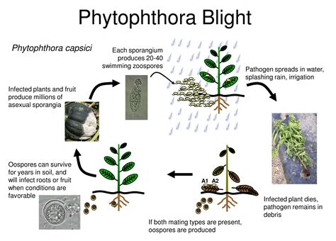 Phytophthora Blight - Biology