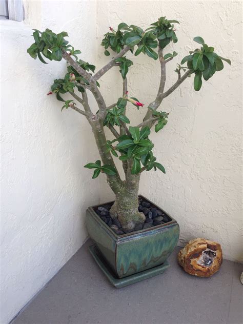 My Desert Rose bonsai, 11 yrs old | Trees to plant, Bonsai, Desert rose