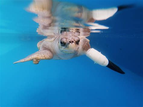 Sea turtle is swimming again with Thailand's first prosthetic flipper - CBS News