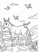 Donkey And Birds Coloring Page  Free Printable Pages sketch template