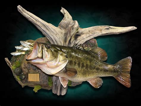 Largemouth Bass Mounts by Marine Creations Taxidermy | Animal taxidermy ...