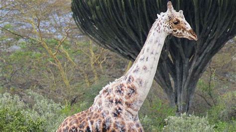 This Rare Giraffe Is Losing More of Its Color Every Year | HowStuffWorks