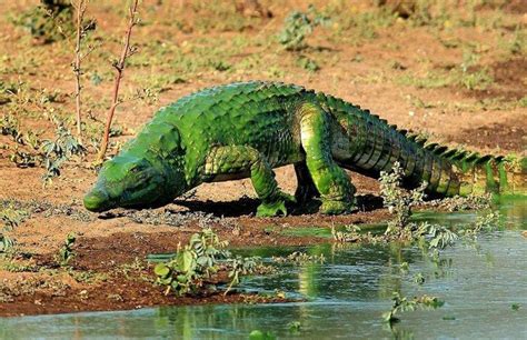 Hulk Alligator Covered by Algae Spotted in South Africa - People's ...