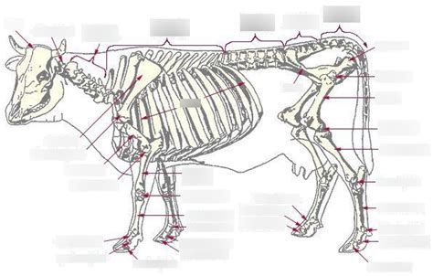 Bovine Skeletal Anatomy Diagram | Quizlet