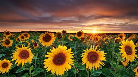 Sunflower Wallpaper Desktop (67+ pictures)