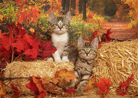 Fall Kittens Photograph by Janis Knight - Fine Art America