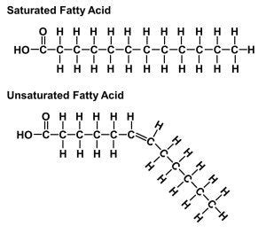 Good Fat vs the Bad…The Science – tryverima.com