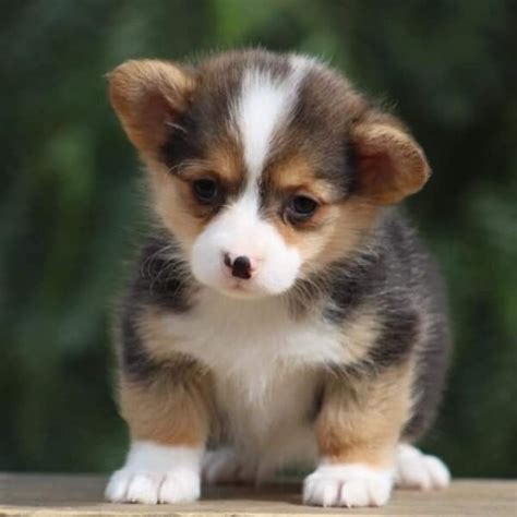 corgi puppies for sale Texas | corgi puppies Texas