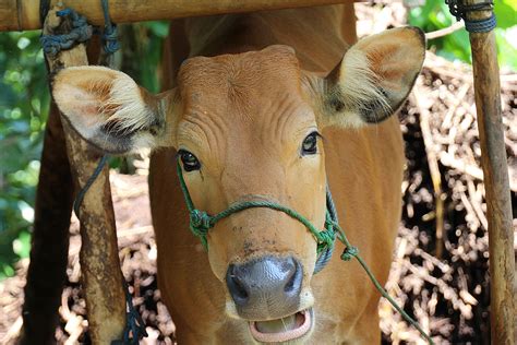 Gambar : margasatwa, kebun binatang, sapi, binatang menyusui, fauna, merapatkan, mata, Bali ...