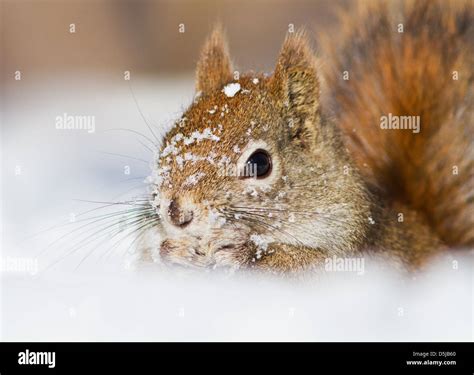 Funny Animals In Snow