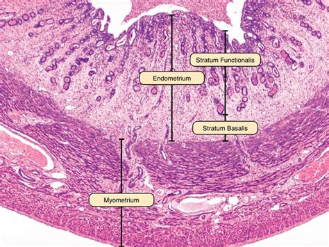 uterus | Reproductive system, Human anatomy and physiology, Biology