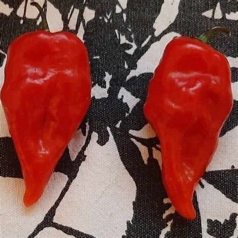 Ghost Pepper Seeds 20 - Etsy