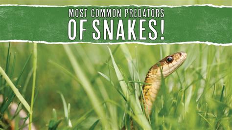 10 Animal Predators That Eat Snakes: In-Depth Look - Pest Pointers