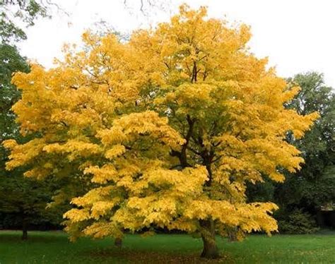 tennessee state tree tulip poplar - Yahoo Image Search Results | Trees ...