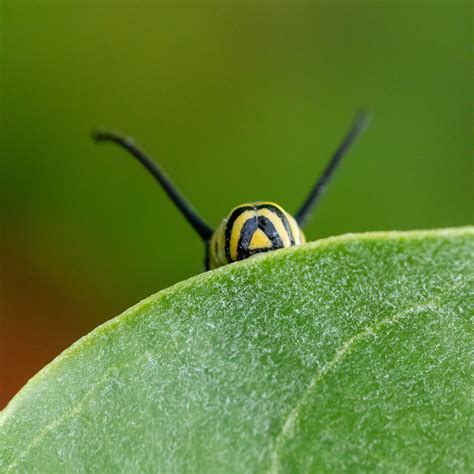 Monarch Butterfly Caterpillar – FotoOwl