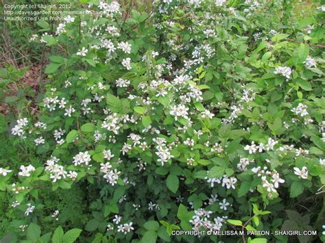 Plant Identification: CLOSED: Bushy & Thorny Shrub with Small White Flowers, 1 by Shaigirl