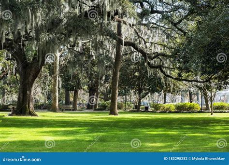 Famous Live Southern Live Oaks Covered in Spanish Moss Growing in Savannah`s Historic Squares ...