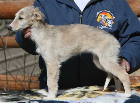 Silken Windhound Info, Temperament, Puppies, Pictures